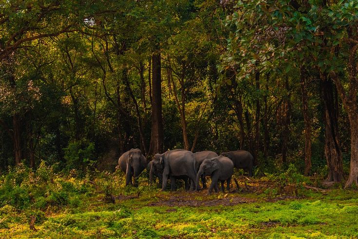 10 Days Assam Wildlife Tour with Arunachal Tour Package